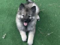 von den Mühlenwölfen