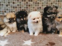 x, 2 Pomeranianrüdenwelpen orange-,schwarzgescheckt, 1