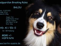 Breaking Rules "Balou"
