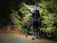 Avico of Spirit Silver