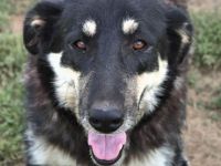 Hündin Zumby / Notfellchen / weiblich / kastriert