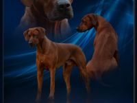 Abuya Matayo Thambu of African Crownridge