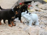 Hundezucht aus dem Zauberwald