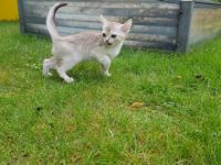 Unsere kleinen Katzenkinder wachsen innerhalb unserer