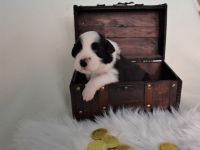 From The Old Schoolyard