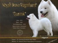 JCh. Ch. Neypir Bravo Magnificent *Qannik"