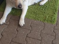 Labradore vom Husshof