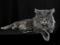 Maine Coon von der Ellernaue