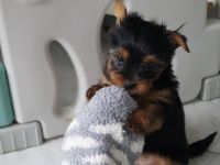 sweet Angels von der Rothenmühlenau