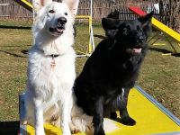 Hundeschule Laichingen