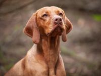 Dokken Devil Kelecsky poklad