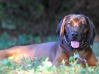 LEO / Vater Cierny Baca Worldchampion 2015 Mailand