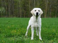 Urgent of Mustang Valley (Emil)