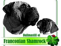 Bullmastiff of Franconian Shamrock