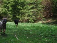 Die mobile Hundeschule