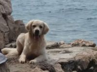 Bounty of golden Bright Lights