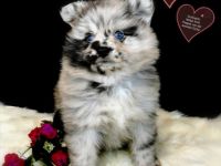 Großspitzhündiinenwelpen bluemerlemit blaue Augen, Frau