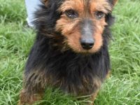 Barni, Terrier-Mix, die Erde ist mir das Liebste