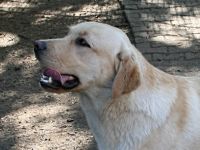 Irko von der Friedersdorfer Höhe