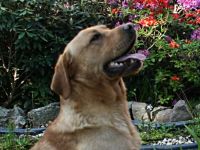 Isger red Jack von den Bodyguard´s ( Jack )