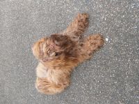 Sunny vom Bolonka Paradies