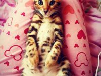 Wir erwarten in kürze super niedliche reinrassige