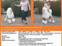 Ch. PinQerton Karat Timeless