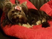 Yorkshire-Terrier Deckrüde