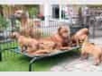 Rhodesian Ridgeback von Jamali