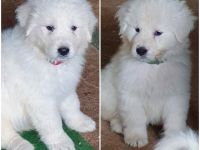 Maremmano-Abruzzese Welpen, Herdenschutzhunde, Familienhunde