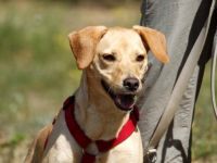 Princess, Mischling, geb. 2014, sucht hundeerfahrene Besitzer