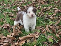 Border Collie Welpen   Rüden