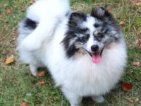 3 Großspitzrüdenwelpen merle gescheckt mit blauen Augen