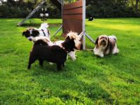 Hundeschule Bochum bellt