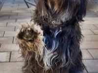 de la petite Coquine