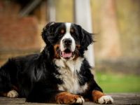 Isco-Lennox vom Jansenhof