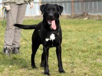Buddy, Labrador-Mix , geb. 2014, su. hundeerfahrene Einzelperson mit Grundstück - mit Video