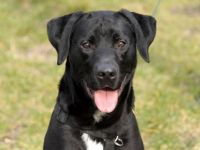 Buddy, Labrador-Mix , geb. 2014, su. hundeerfahrene