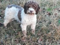 Lagotto Romagnolo Züchter