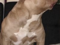 American pocket bully Deckrüde mit Deck Erfahrungen