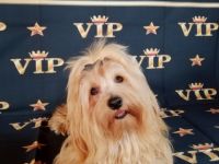 Elijah aus dem Himmel der kleinen Engel