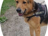 REX -  66 cm - wunderschöner rüde in not! (aus dem