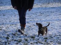 Pürzelchen - HundeMenschenTraining