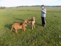 RHODESIAN RIDGEBACK REINRASSIGE WELPEN - Wurfplanung für Mitte 2025 ?!