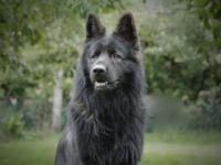 King-Dante vom Wehrmannsdamm