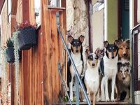 Collies vom Widdumhof