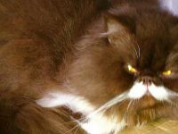 Benavides Star - Chocolate Persian