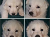 Weisser Schweizer Schäferhund +++ Welpen mit Papiere ++
