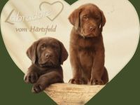 Labrador Welpen mit Papieren! Natürliche Aufzucht!