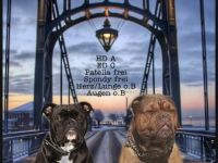 Harbour Bulldogs Kennel